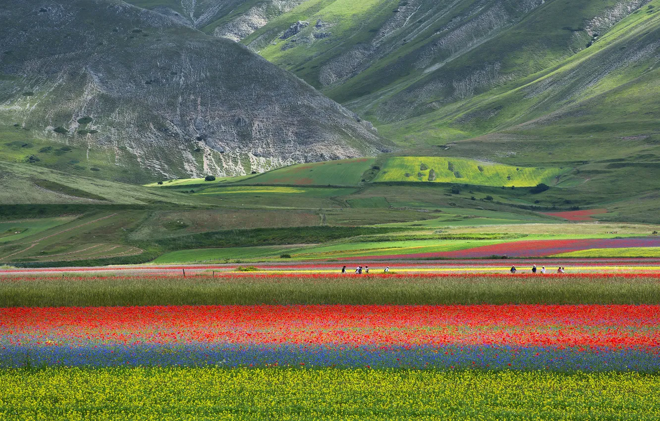 Photo wallpaper field, flowers, mountains, nature, Maki, meadow, Italy