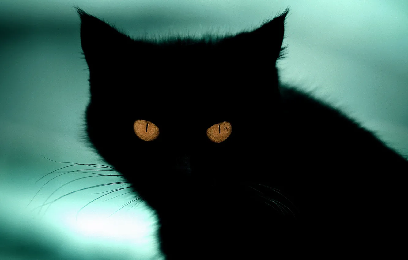 Photo wallpaper cat, cat, look, background, black