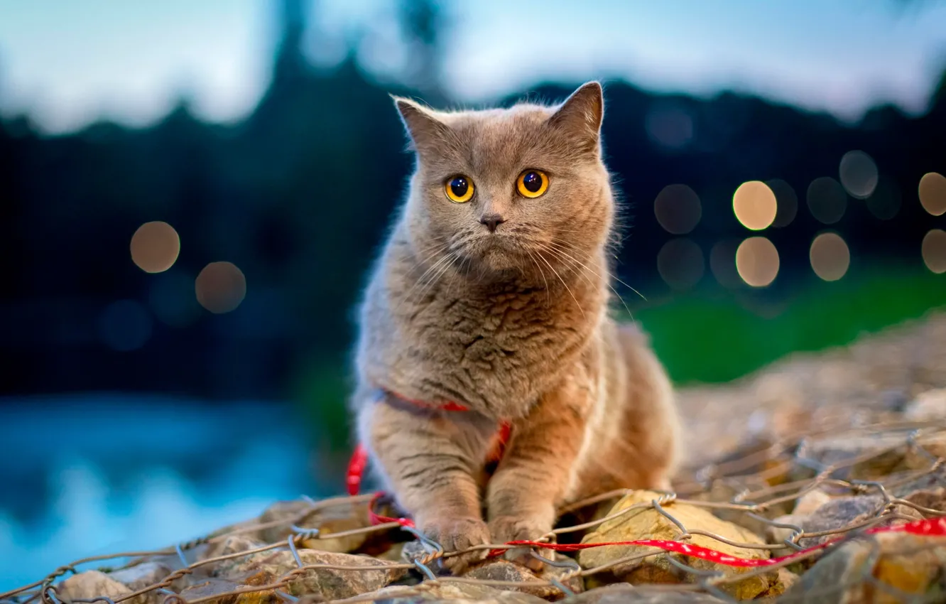 Photo wallpaper cat, cat, glare, stones, bokeh