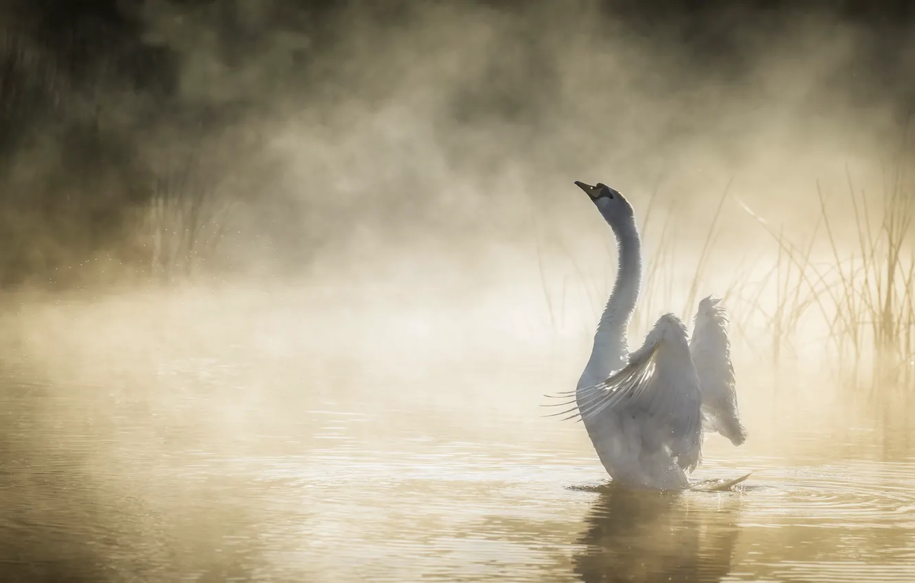 Photo wallpaper fog, lake, Swan