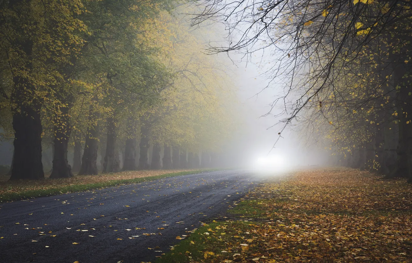 Photo wallpaper road, autumn, forest, highway