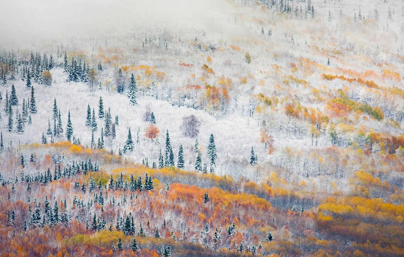 Photo wallpaper forest, trees, Alaska, forest, change sezona, Fairbanks