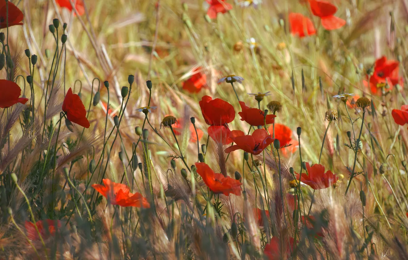 Photo wallpaper summer, flowers, red, Maki, meadow, ears, poppy field