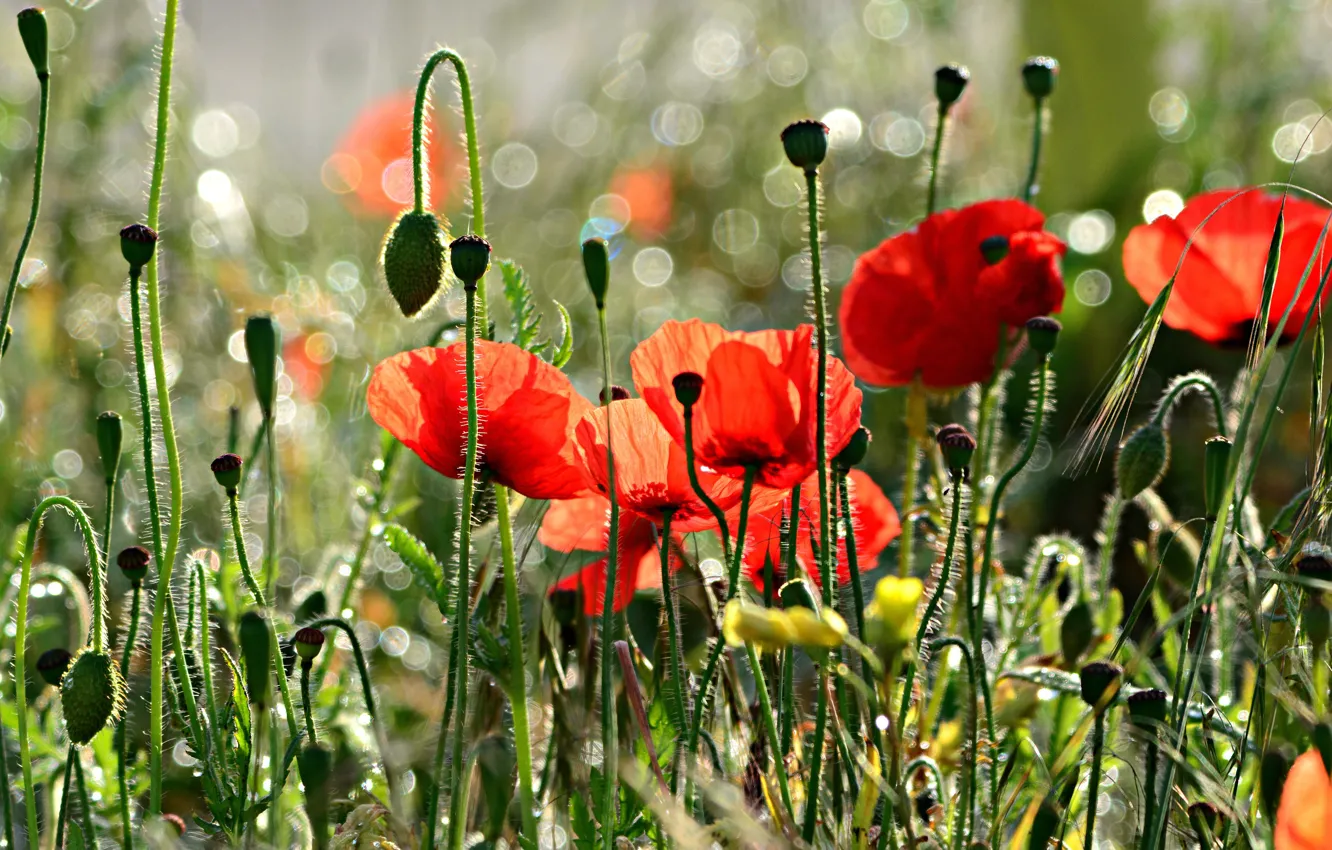Photo wallpaper summer, light, flowers, Maki, blur, bokeh