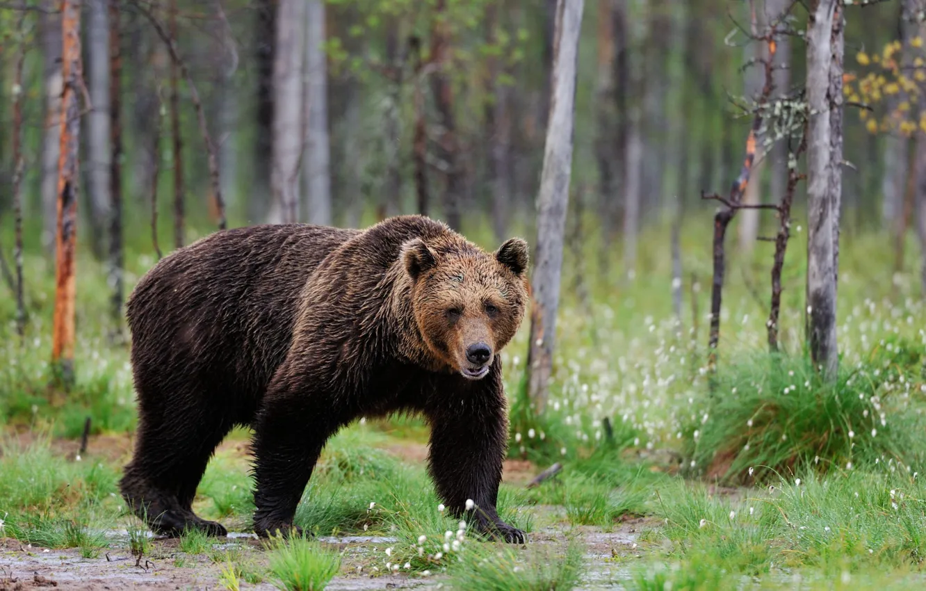 Photo wallpaper forest, bear, walk