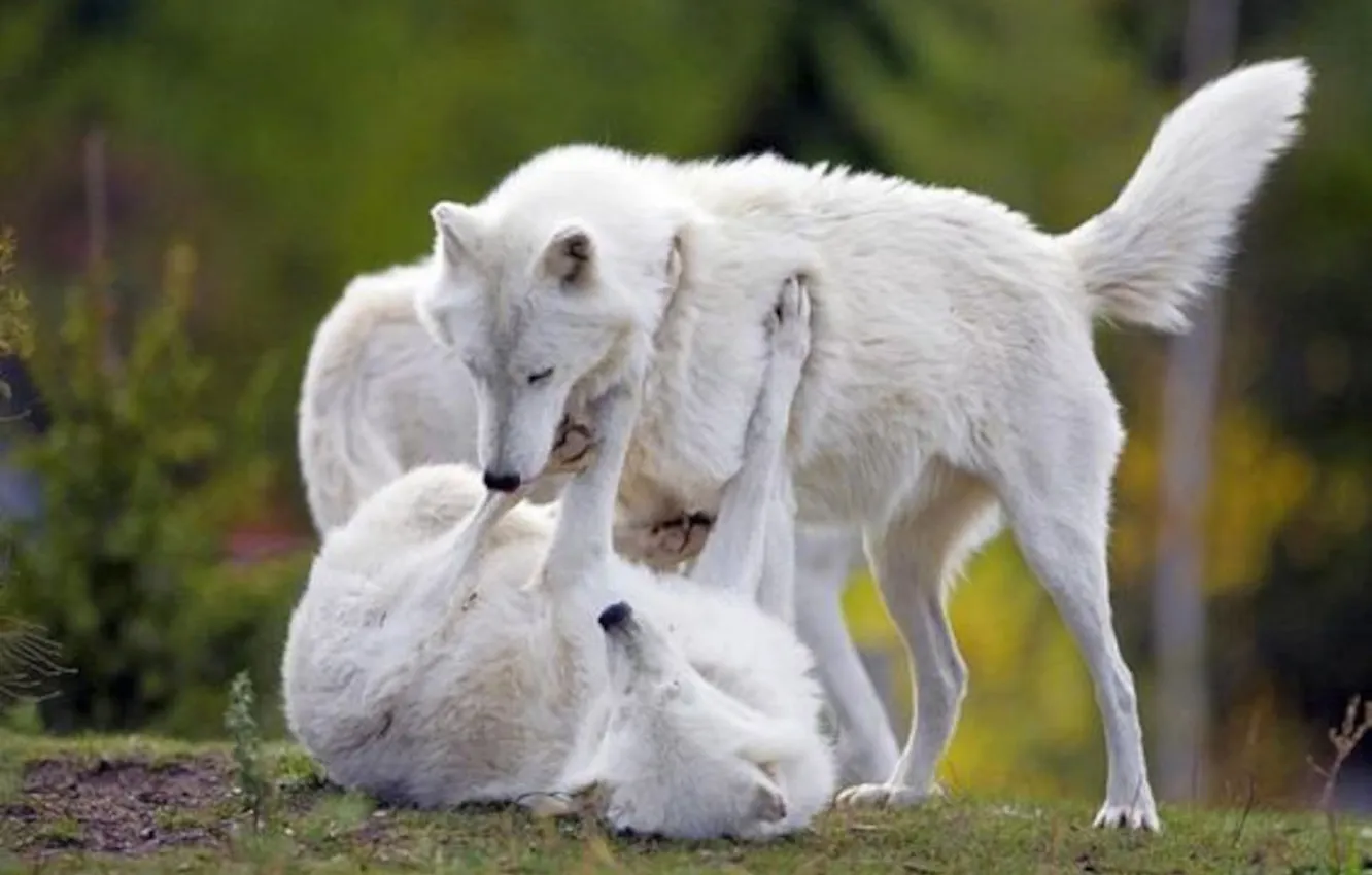 Photo wallpaper Predator, nature, animal, wolf, wildlife, portrait, portrait., Canis lupus. face