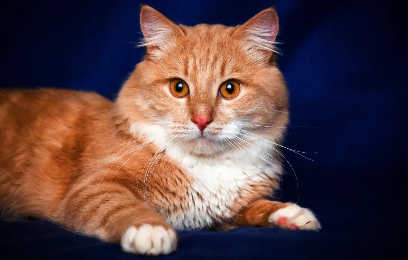 Photo wallpaper cat, cat, portrait, red, lies, blue background, photoshoot, Kote