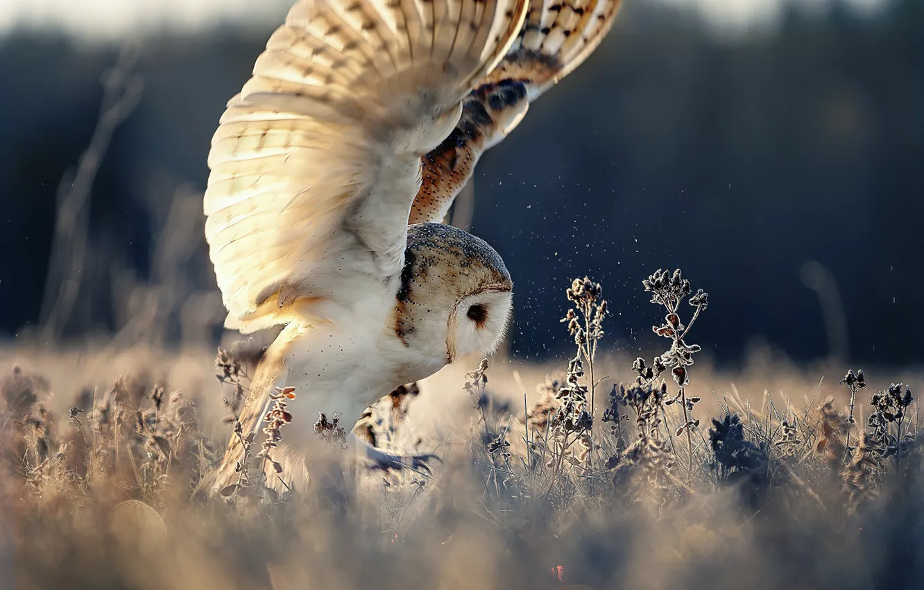Photo wallpaper nature, owl, bird, wings, grass