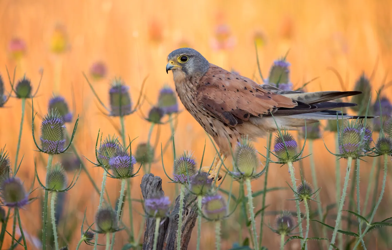 Photo wallpaper bird, plant, Falcon, orange background, Kestrel