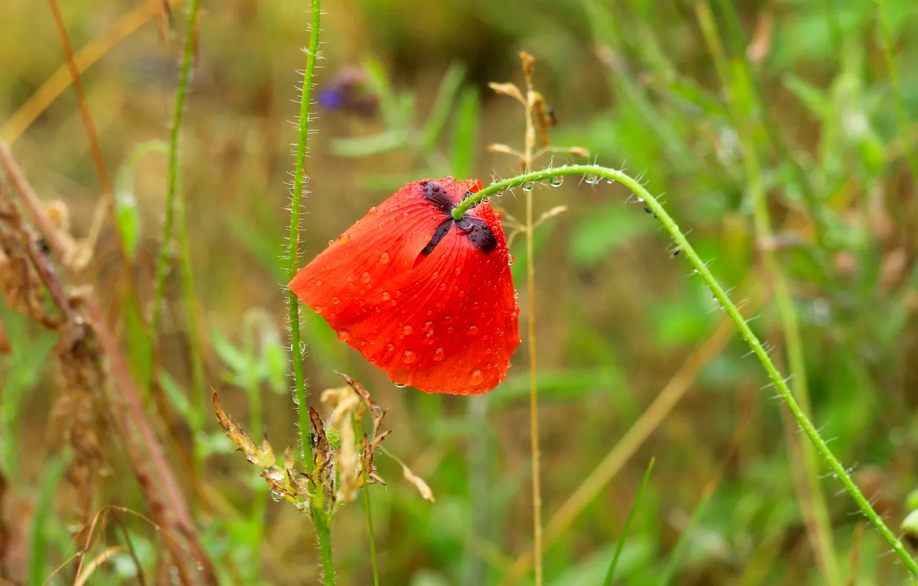 Photo wallpaper red, flower, poppy
