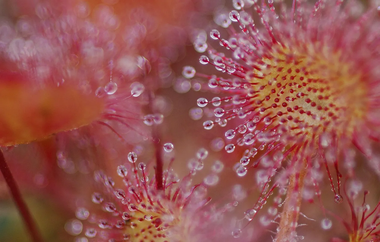 Photo wallpaper drops, plant, predator, sundew rotundifolia