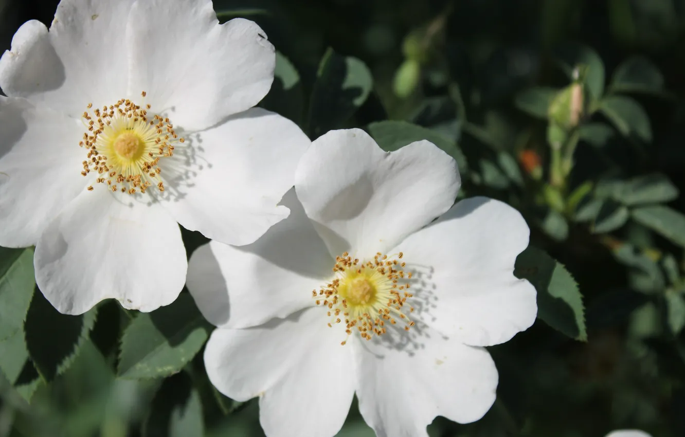 Photo wallpaper leaves, macro, flowers, briar, shrub