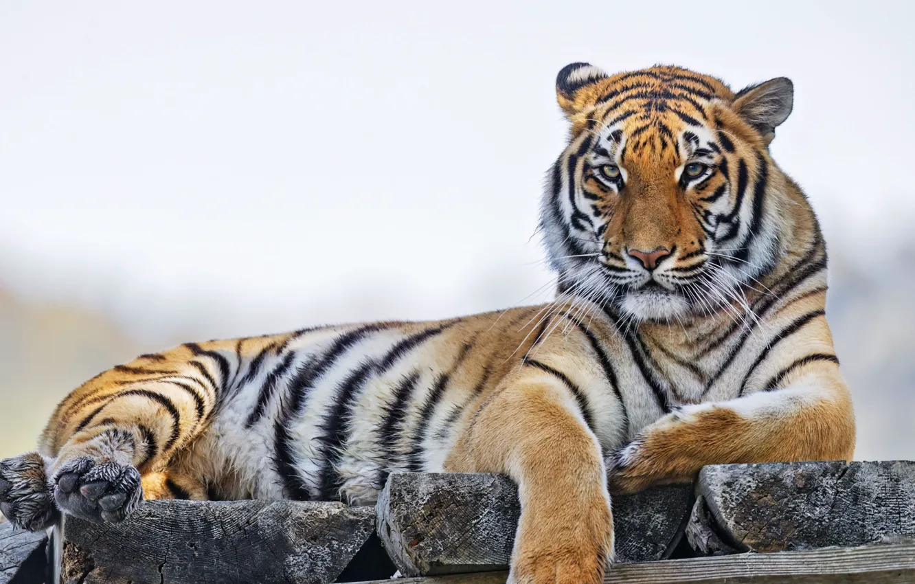 Photo wallpaper tiger, animal, big cat