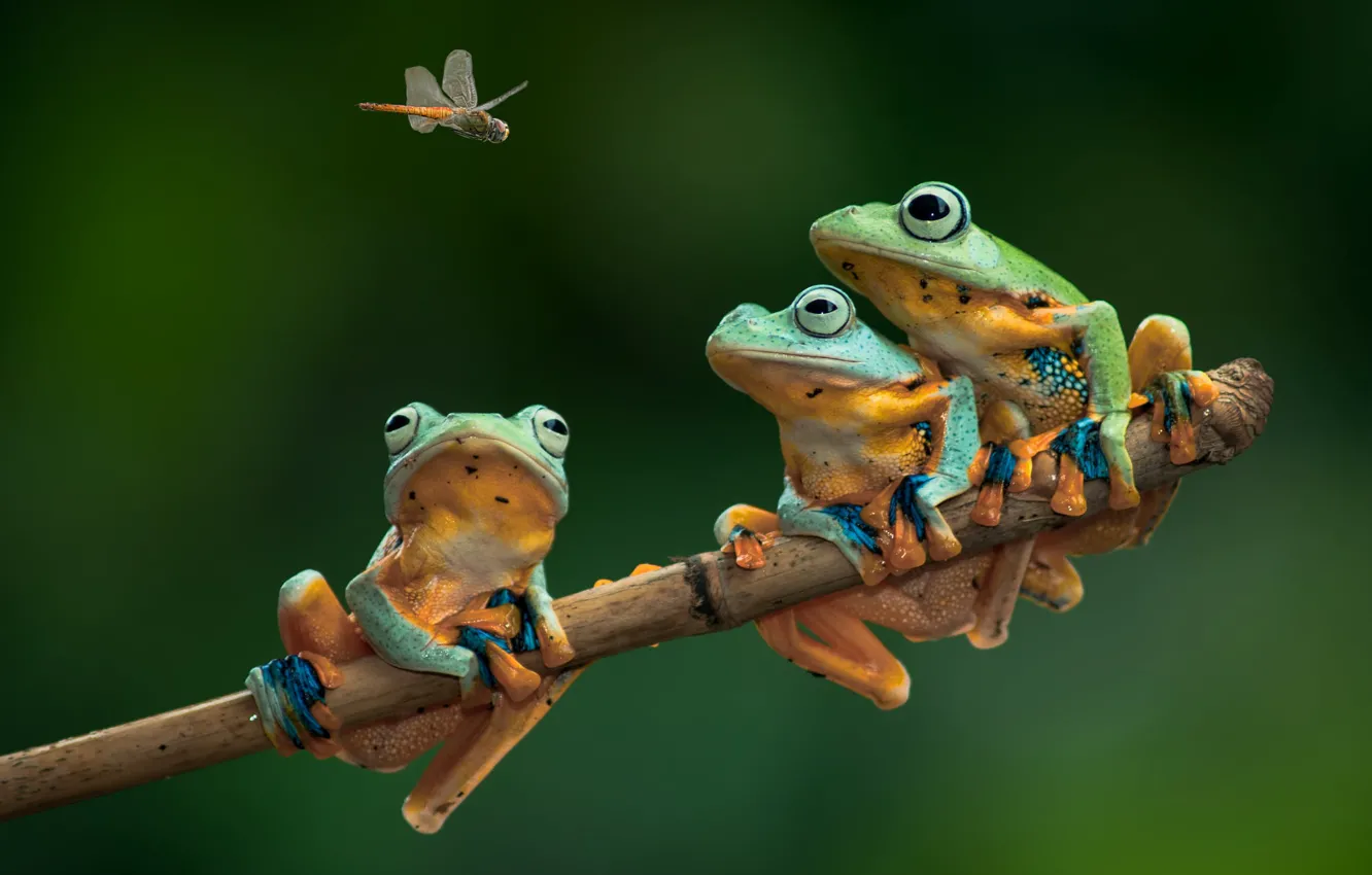 Photo wallpaper branch, dragonfly, frogs, Trinity