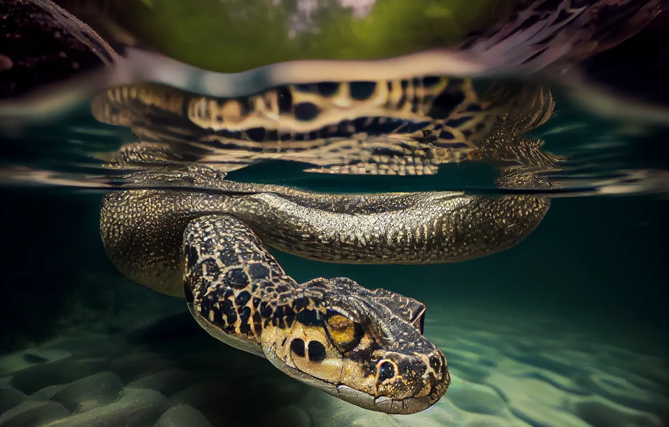 Photo wallpaper water, nature, animal, snake, reptile, Viper, rainforest, digital art