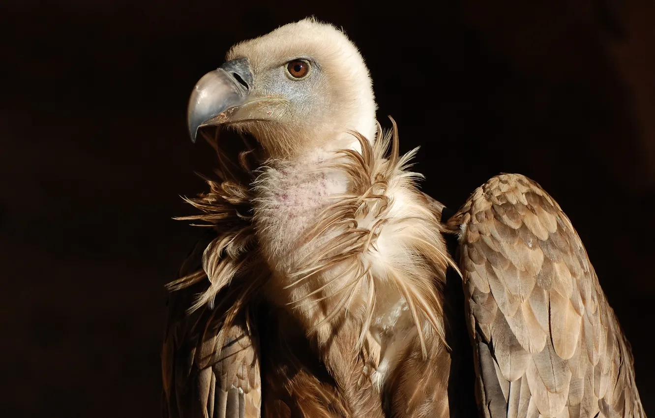 Photo wallpaper look, portrait, lighting, Griffon vulture (gyps fulvus fulvus)