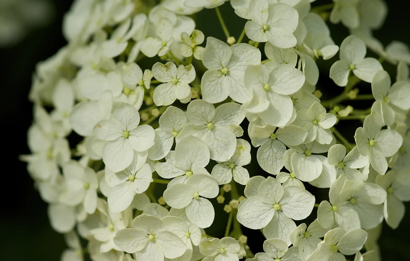 Photo wallpaper white, flowers, hydrangea, inflorescence