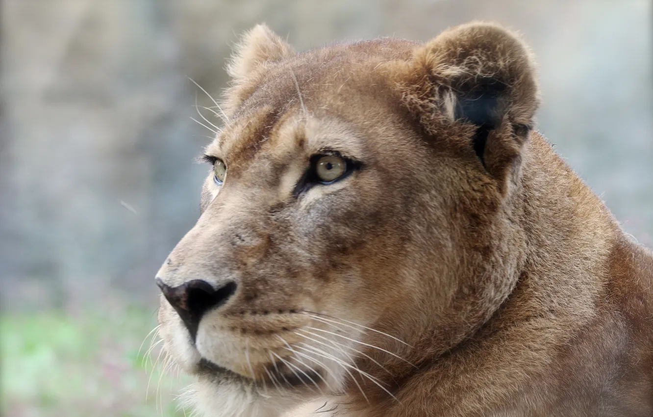 Photo wallpaper background, predator, Leo, profile, lioness