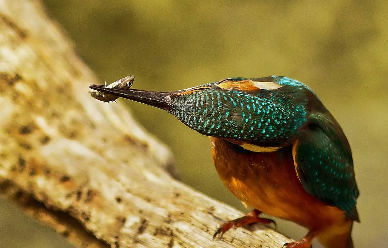 Photo wallpaper bird, fish, beak, Kingfisher, catch