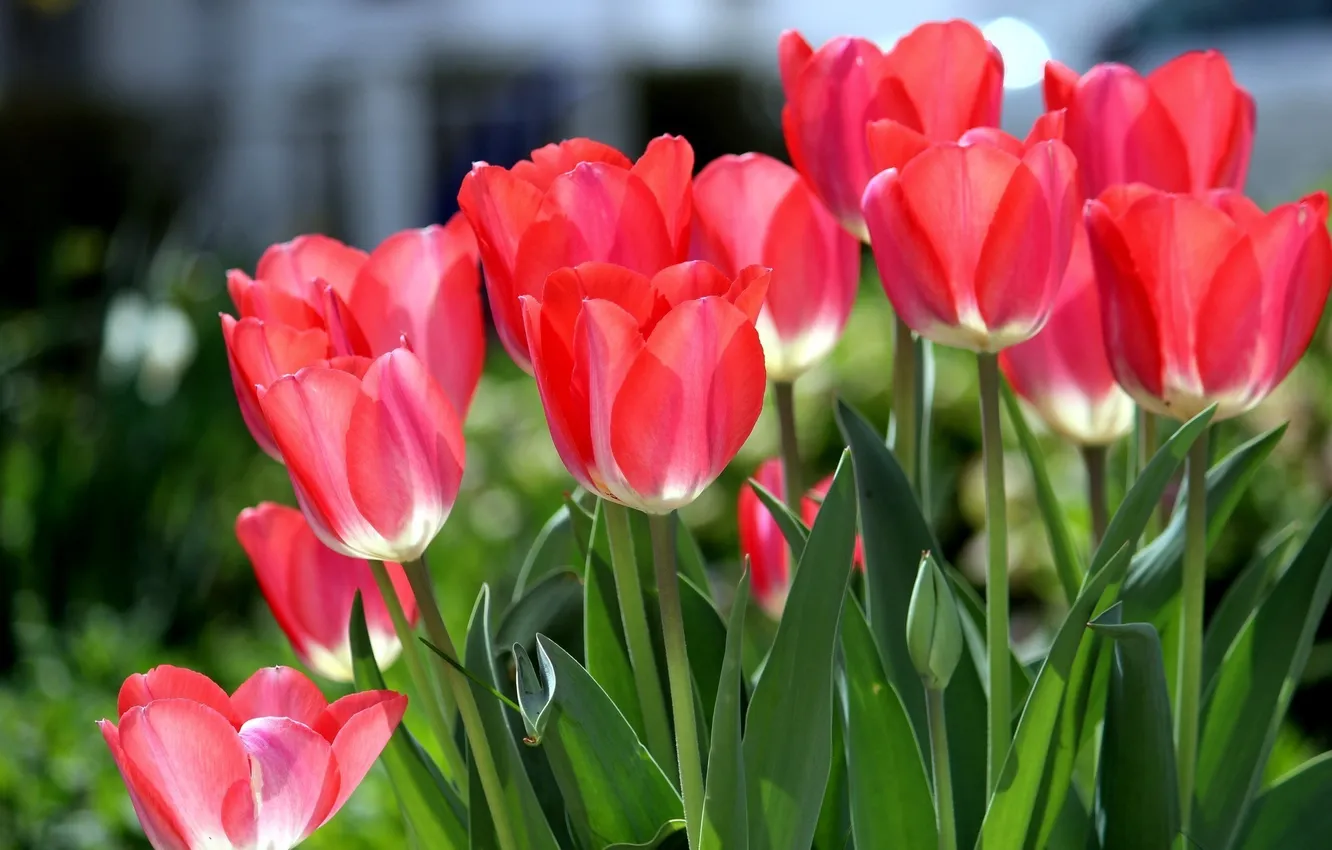 Photo wallpaper flowers, petals, tulips
