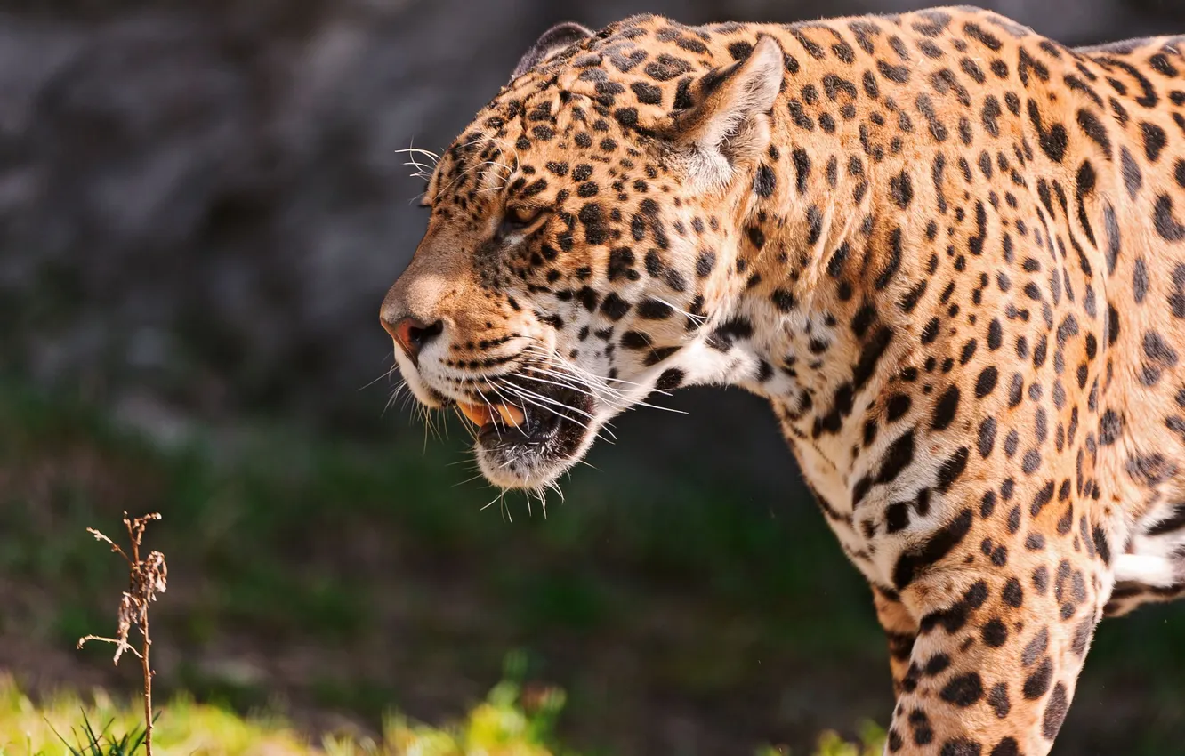Photo wallpaper predator, Jaguar, a blade of grass