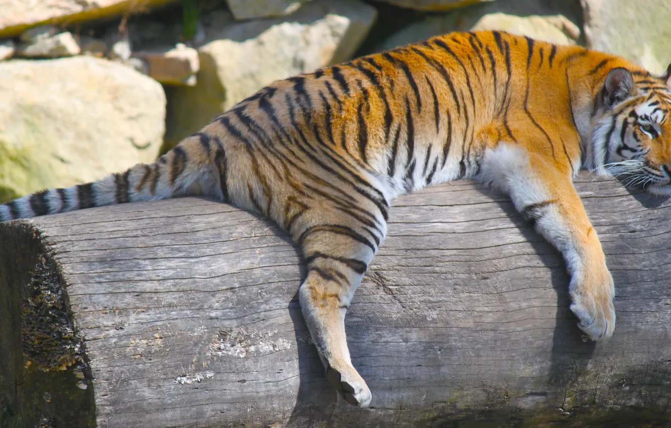 Photo wallpaper tiger, animal, predator, lies, log, resting