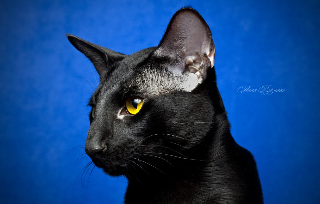 Photo wallpaper eyes, cat, look, black cat, blue background, Oriental
