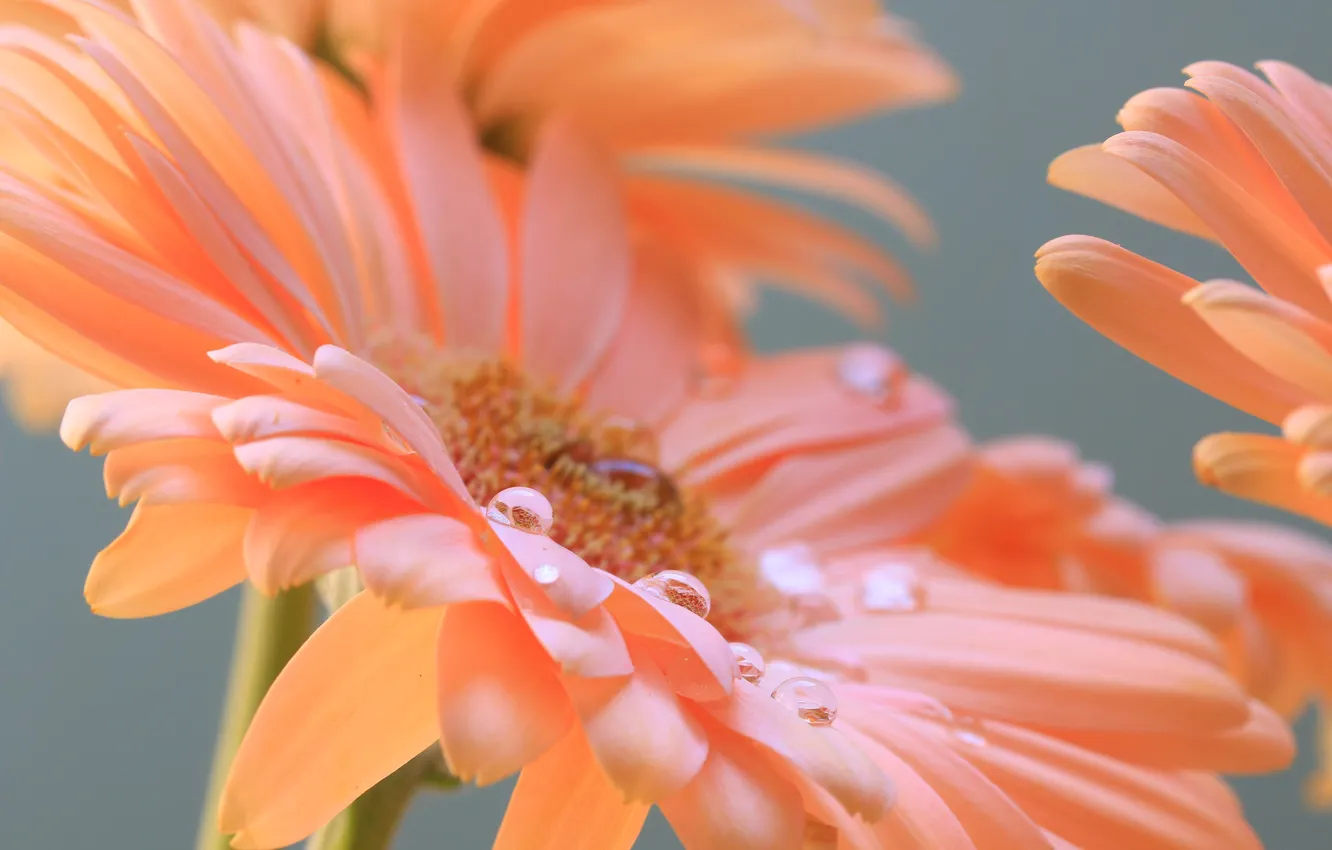 Photo wallpaper drops, macro, petals, gerbera