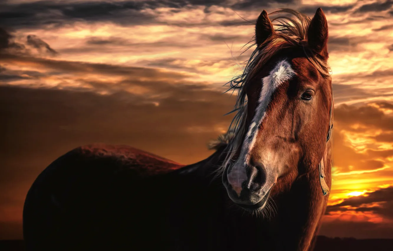 Photo wallpaper the sky, clouds, sunset, horse, treatment, Horse