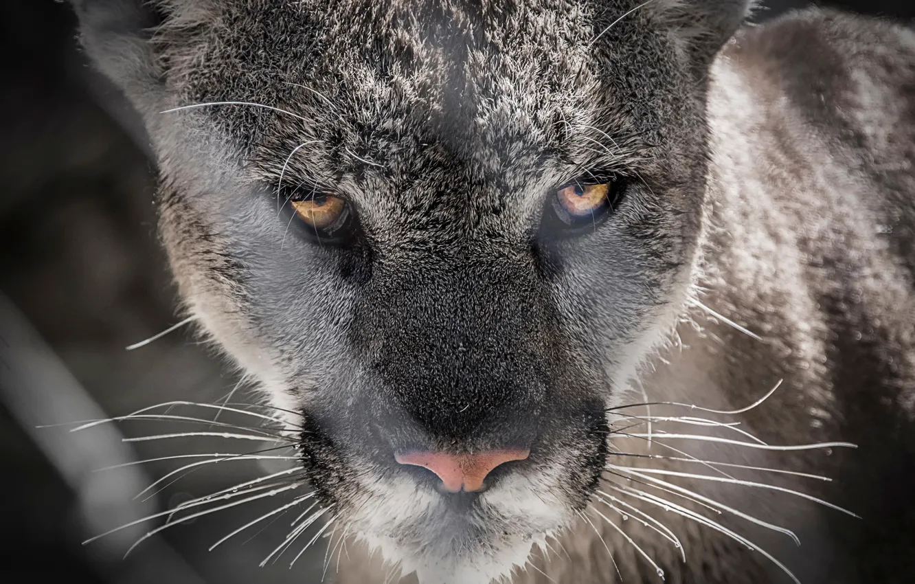 Photo wallpaper look, predator, Jaguar