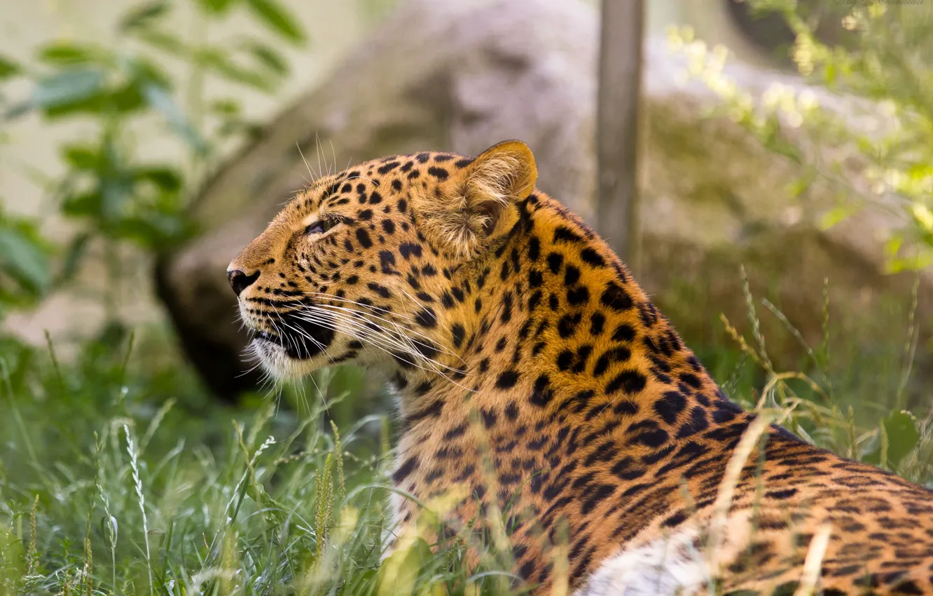 Photo wallpaper cat, grass, leopard, Amur