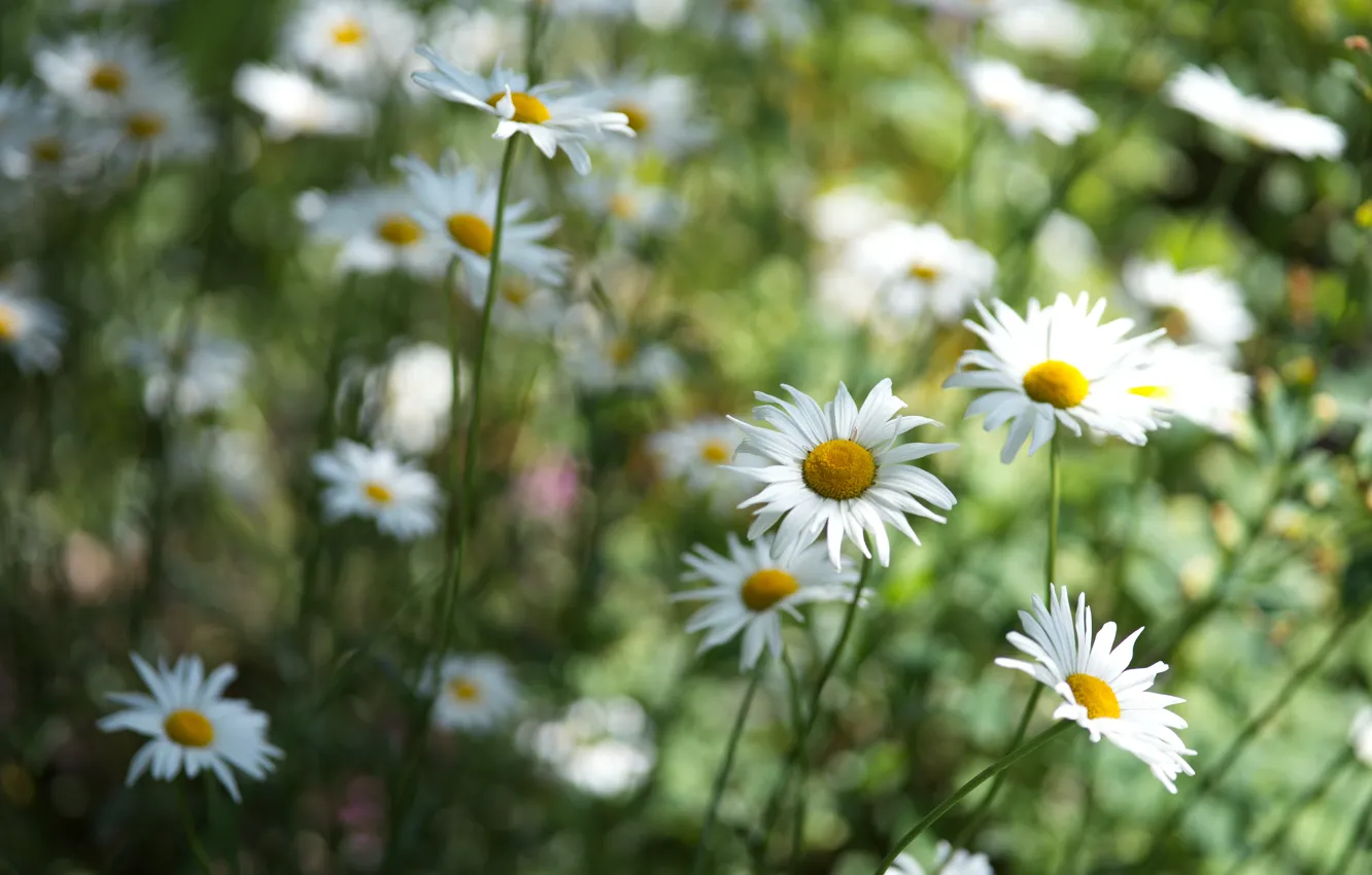 Photo wallpaper chamomile, petals, white daisies