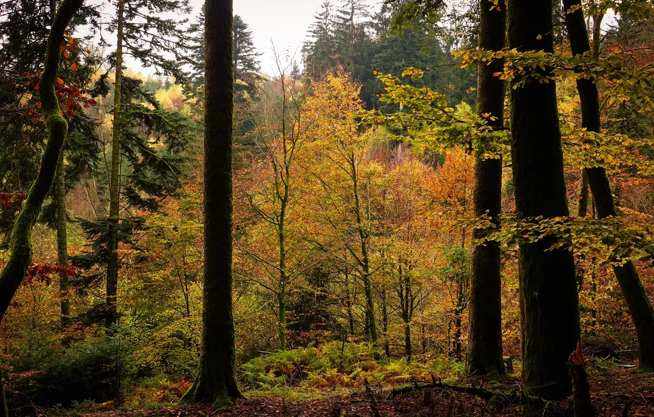 Photo wallpaper autumn, forest, trees, foliage