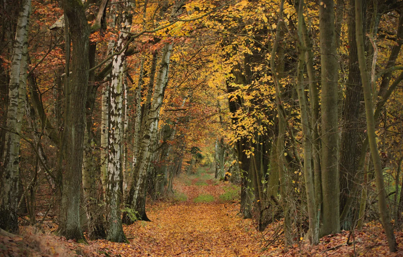 Photo wallpaper road, autumn, forest, leaves, trees, Park, alley