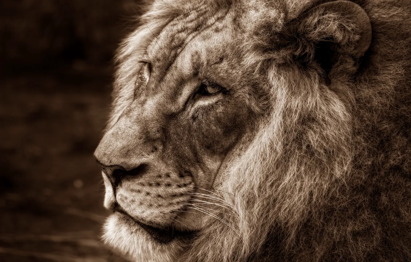 Photo wallpaper DIGNITY, important, Leo, background, mane, portrait, monochrome, beast