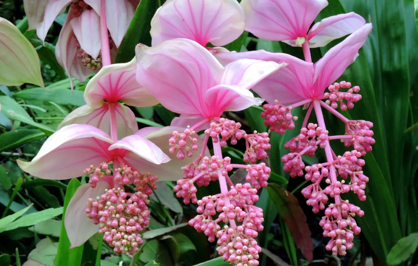 Photo wallpaper macro, inflorescence, Magnificent medinilla, Medinilla