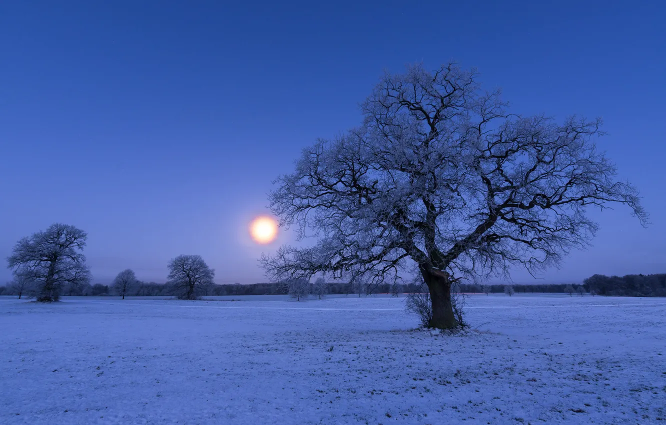 Photo wallpaper winter, trees, night