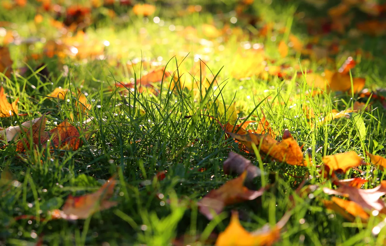 Photo wallpaper autumn, grass, leaves, light, nature, glade, foliage, bokeh