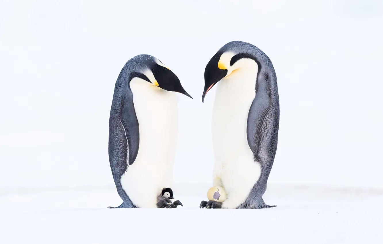 Photo wallpaper animals, frozen, cold, penguins