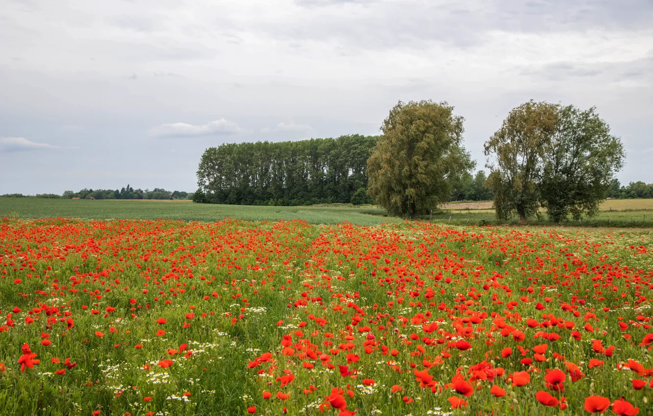 Photo wallpaper greens, field, summer, the sky, clouds, trees, flowers, red