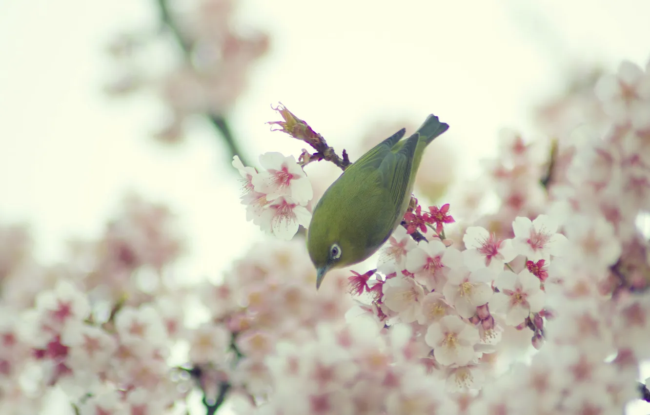 Photo wallpaper flowers, bird, spring, the cherry blossoms