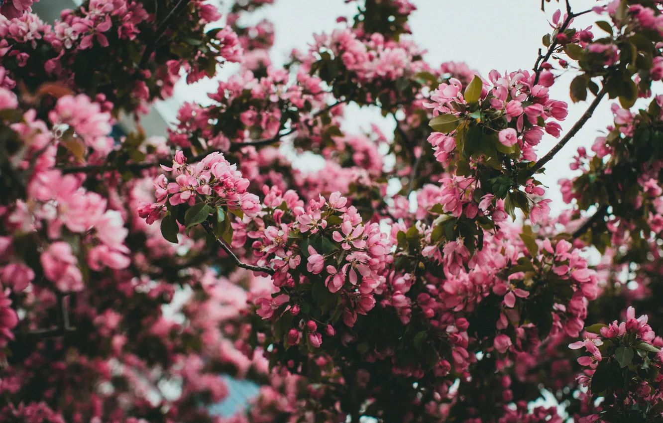 Photo wallpaper plant, spring, flowering tree, flora, botany, wildlife