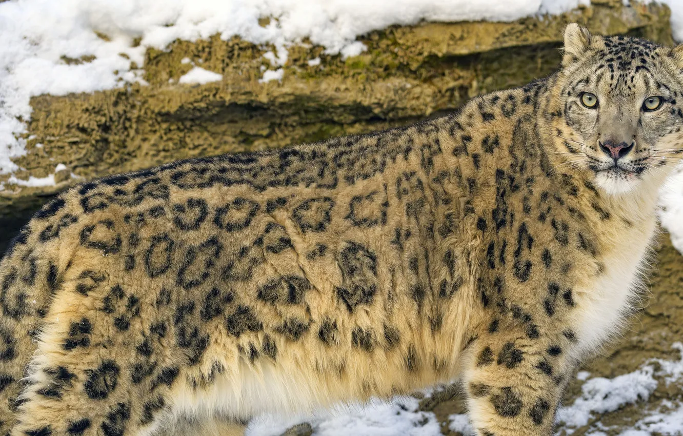 Photo wallpaper Predator, cat, big cat, snow eopard