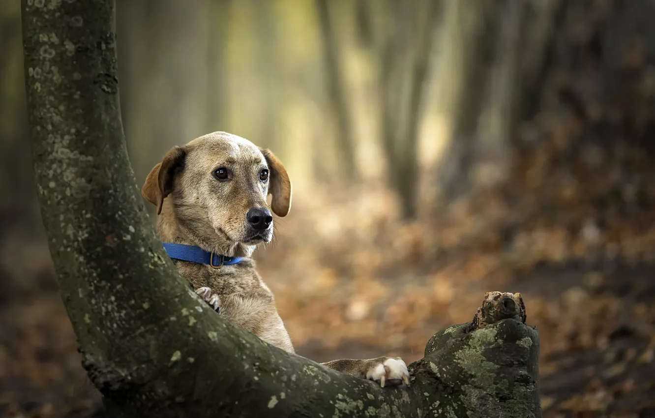 Photo wallpaper look, nature, dog