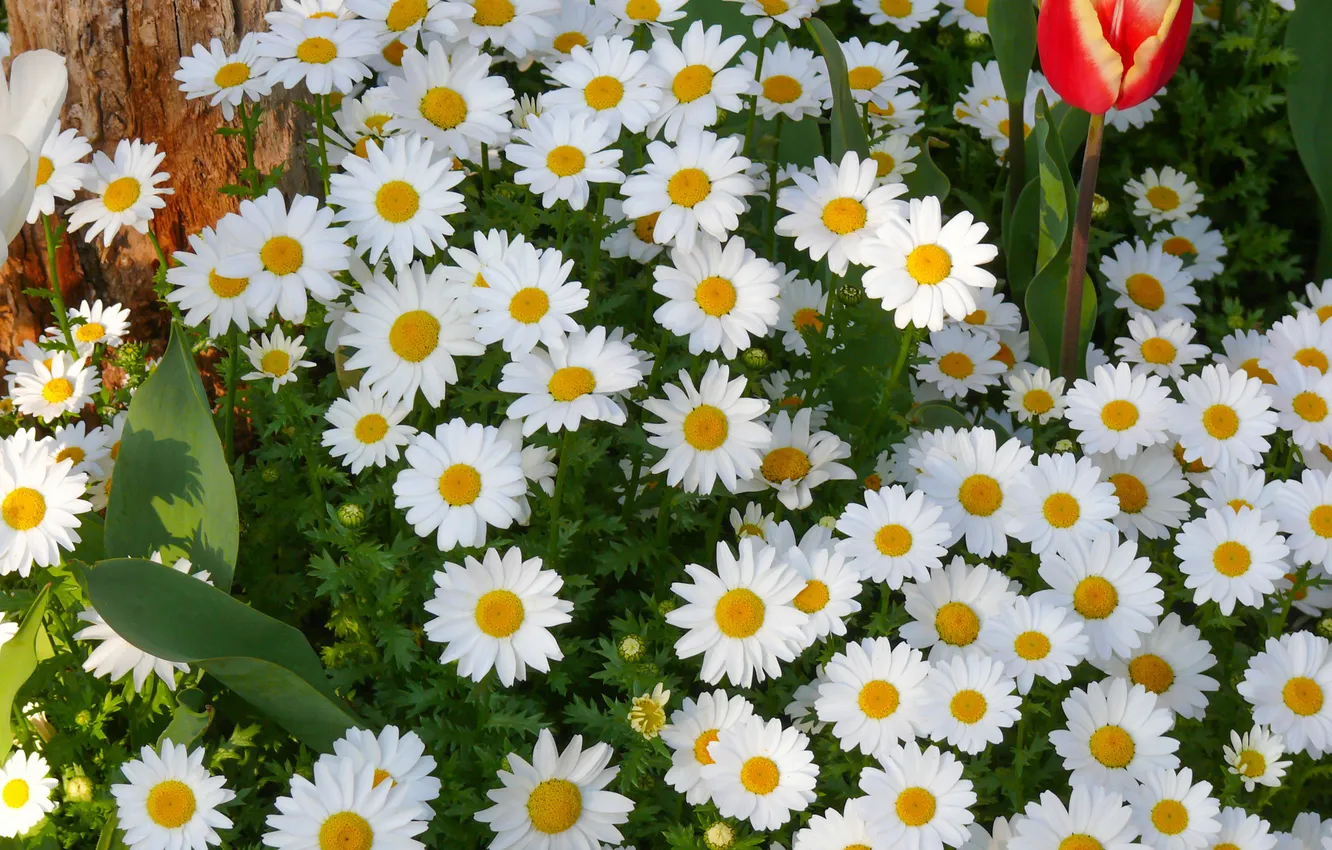 Photo wallpaper flowers, chamomile, spring, garden, tulips, white, flowerbed, the bushes