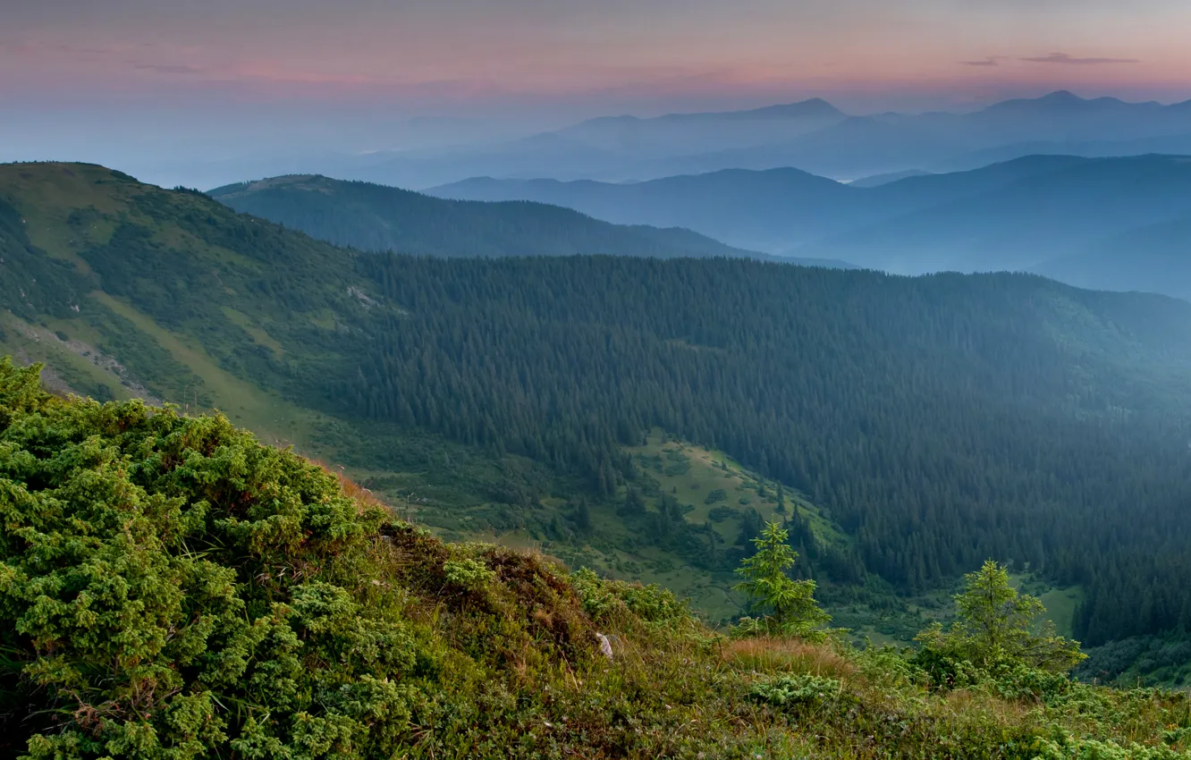 Photo wallpaper forest, mountains, panorama, Ukraine, Carpathians, Transcarpathia