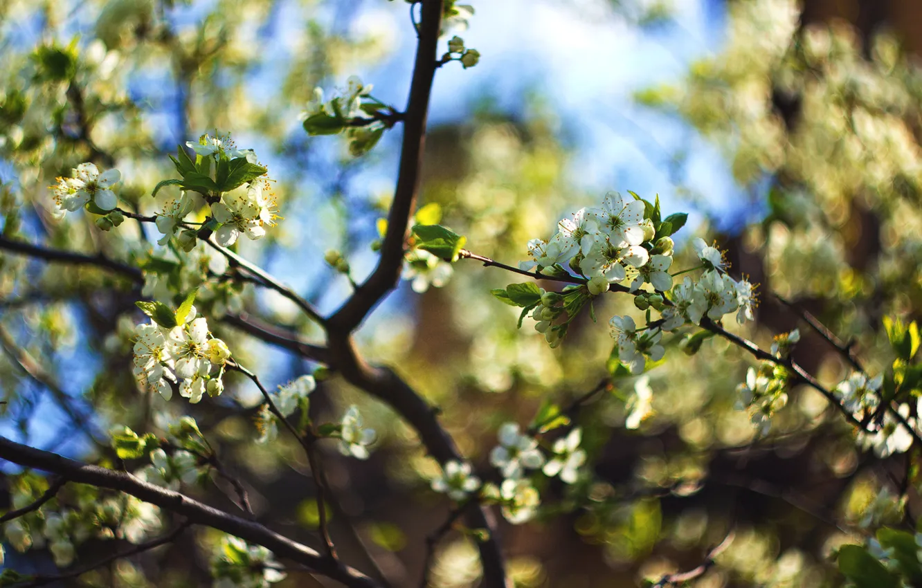 Photo wallpaper flowers, branches, cherry, spring, bokeh