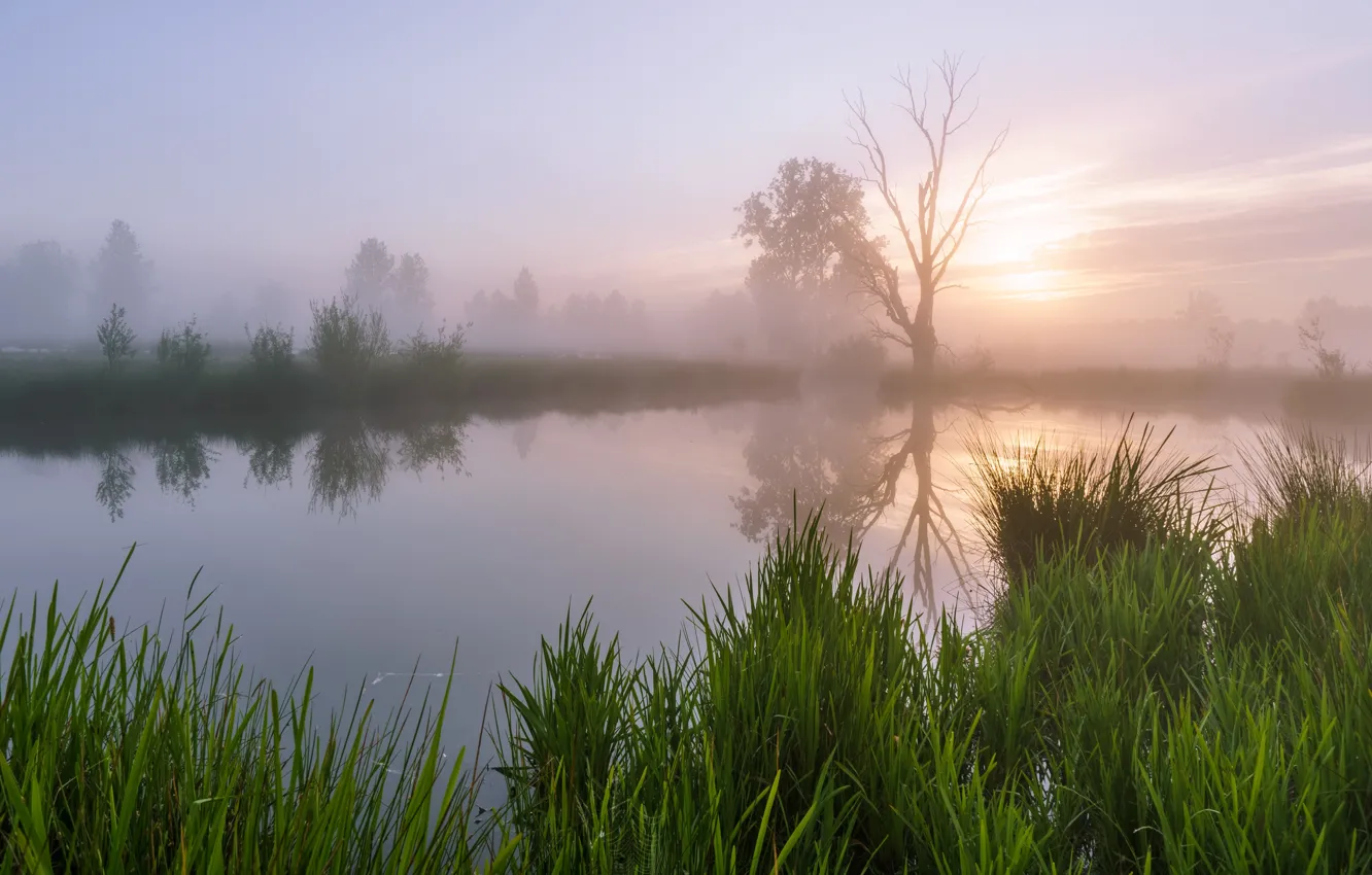 Photo wallpaper greens, summer, the sky, grass, the sun, clouds, trees, branches