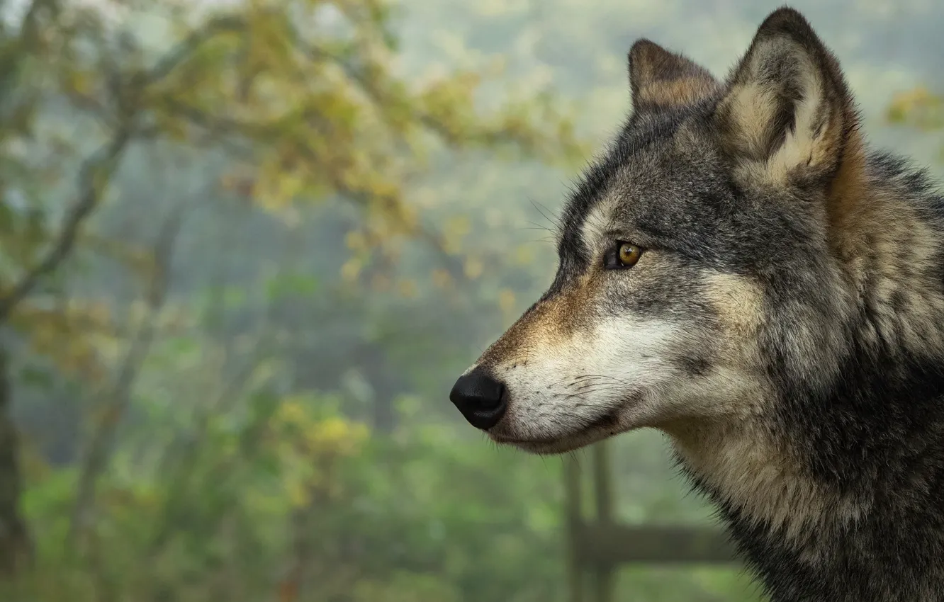 Photo wallpaper autumn, face, nature, grey, background, wolf, portrait, profile