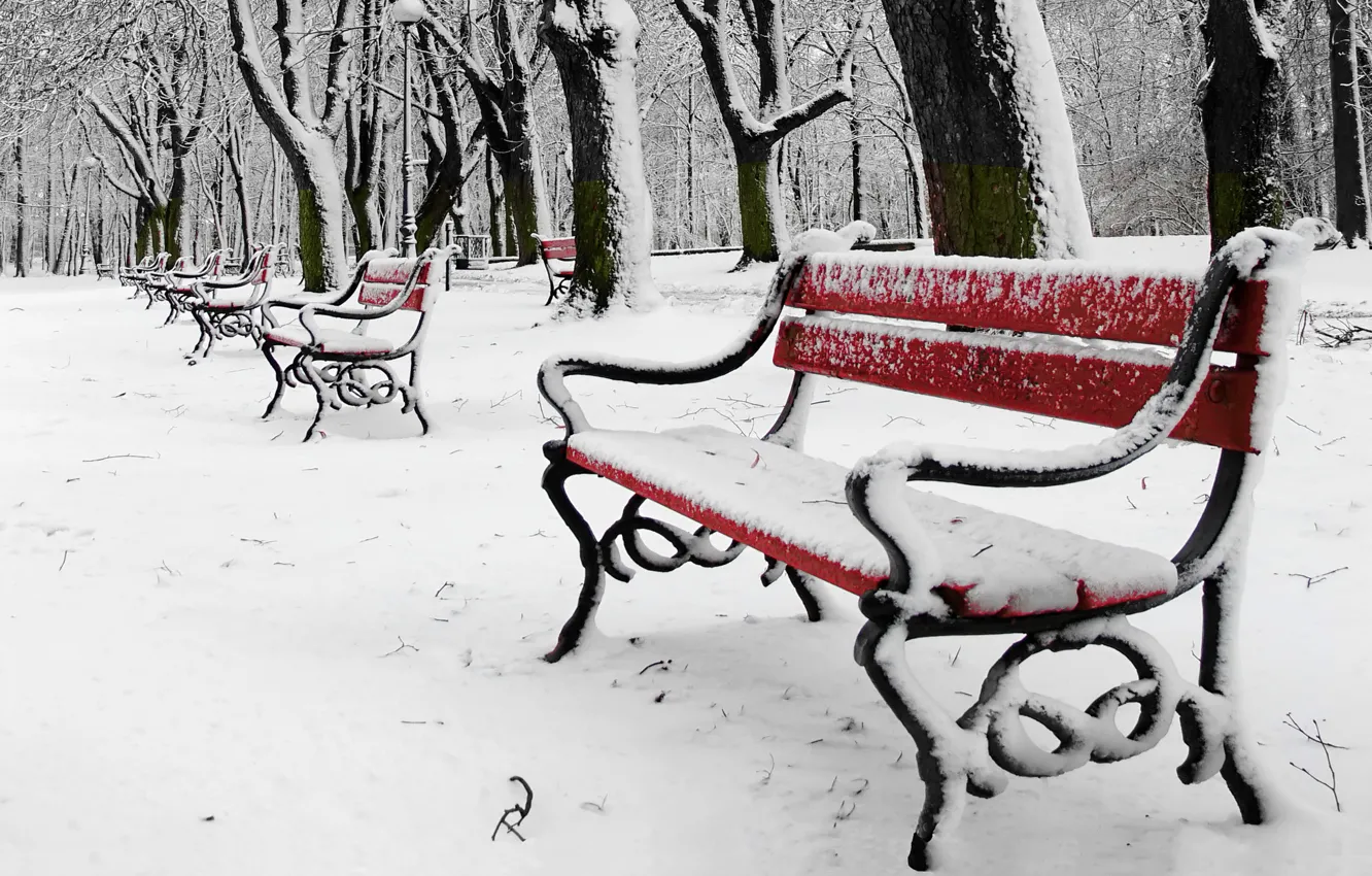 Photo wallpaper trees, bench, Park, winter, snow, winter landscape